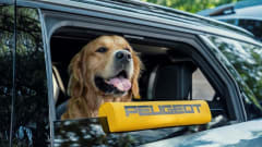 Photo of a retriever dog looking out of an open SUV window with a yellow Peugeot headrest on the top of the window below it