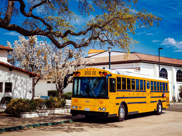 A yellow school bus is parked outside a school beneath a large oak tree with blooming white blossoms, framed by white buildings and a bright blue spring sky.