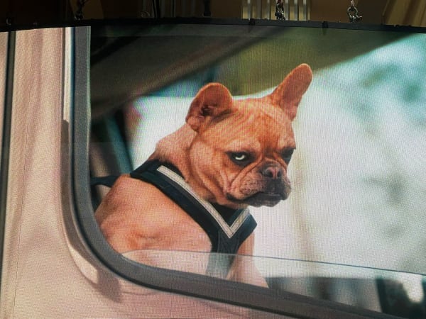 Dog looking out the window of a truck cab