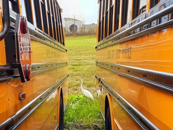 A white heron stands in the grass between two parked yellow school buses, creating an unexpected wildlife scene in a transportation yard. The narrow perspective frames the bird between the buses' reflective sides and stop arm.