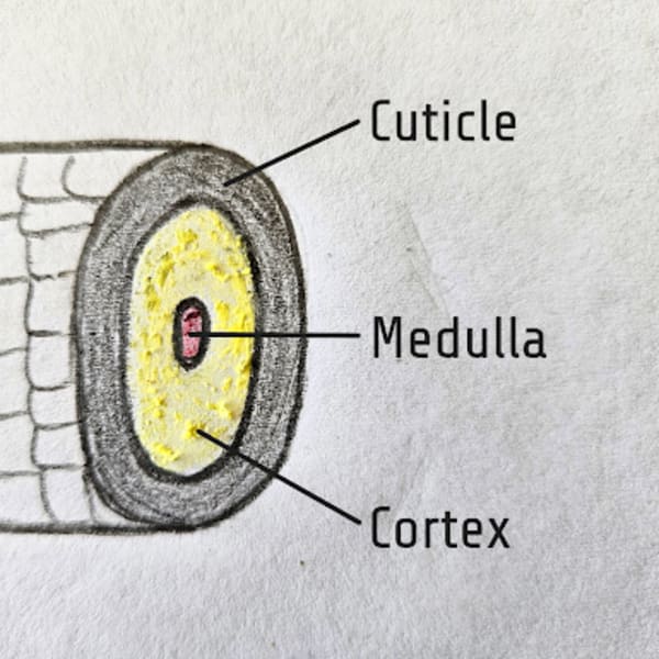 A drawing of a hair follicle
