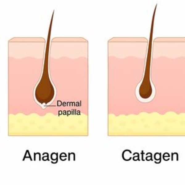 hair life cycle