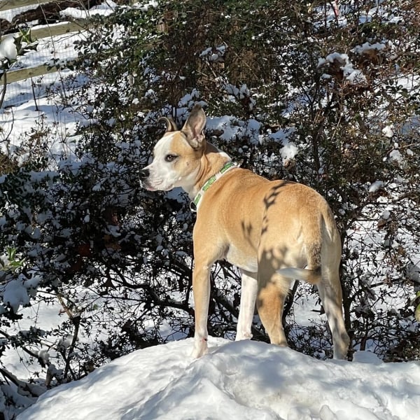 Dog