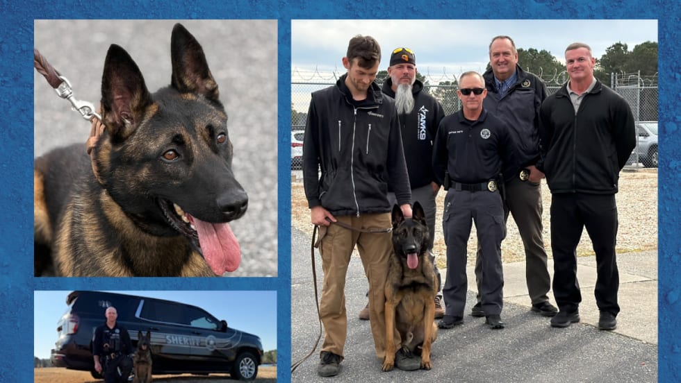 Collage of police dog, closeup, with trainers, and with an officer outside a police vehicle