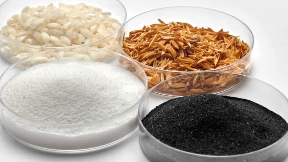 Four petri dishes containing white rice grains, golden rice husks, fine white silica powder, and black rice husk ash, arranged on a white surface to show material transformation.