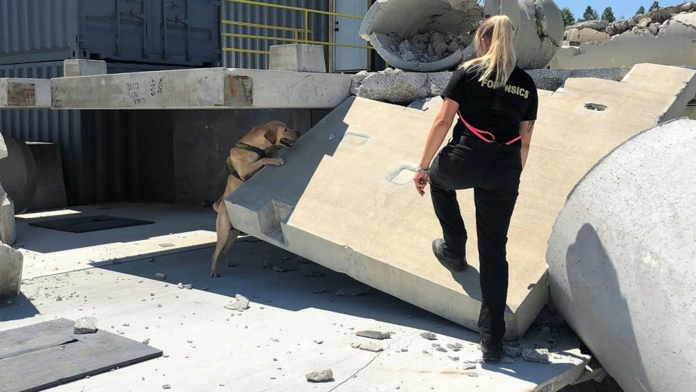 Police officer working with dog on concrete construction site