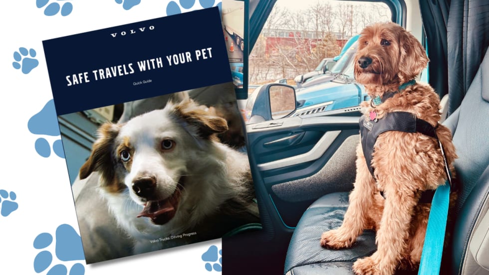 Dog in a special pet restraint in the passenger seat of a truck cab, with a photo of pet guide superimposed