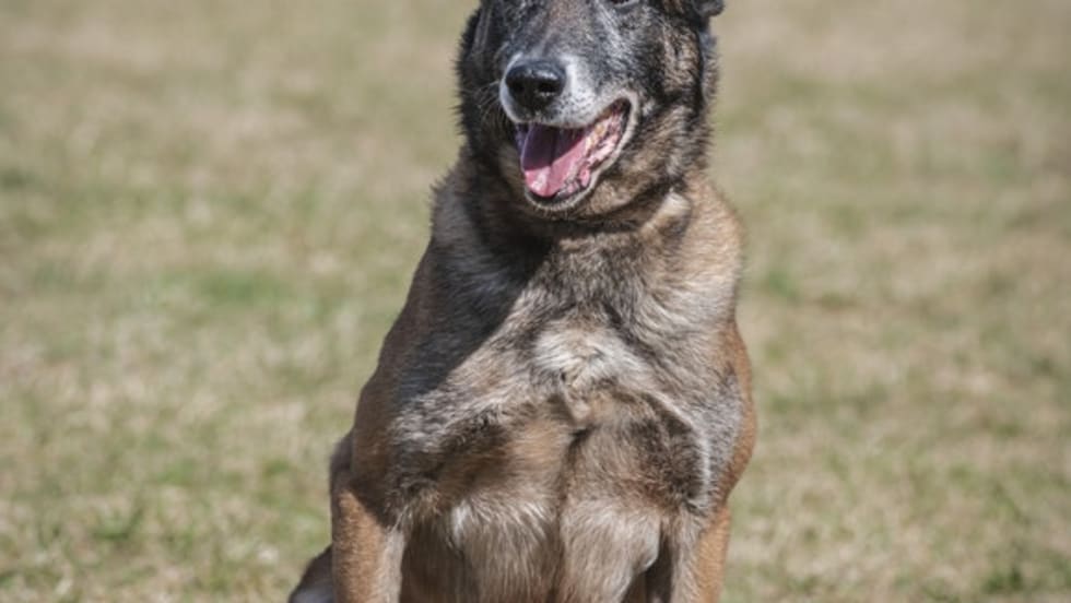 Belgian Malinois dog sitting outdoors with mouth open and alert expression