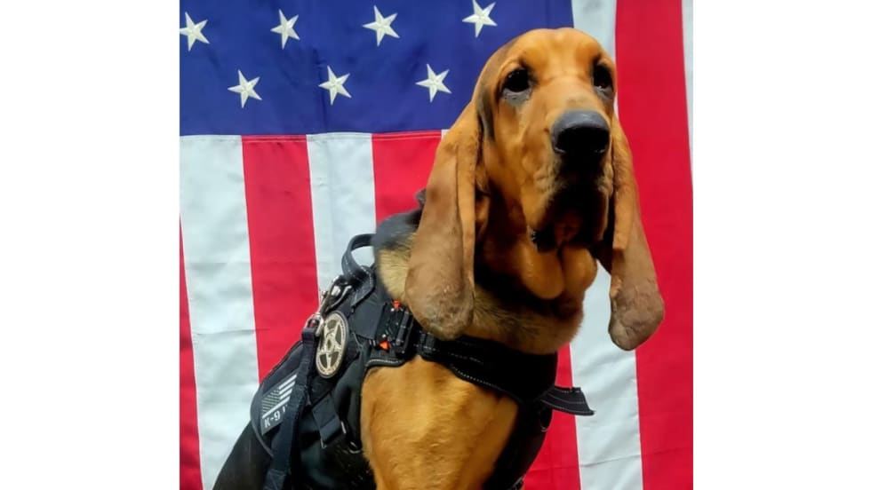 Bloodhound police dog in tactical gear standing in front of American flag
