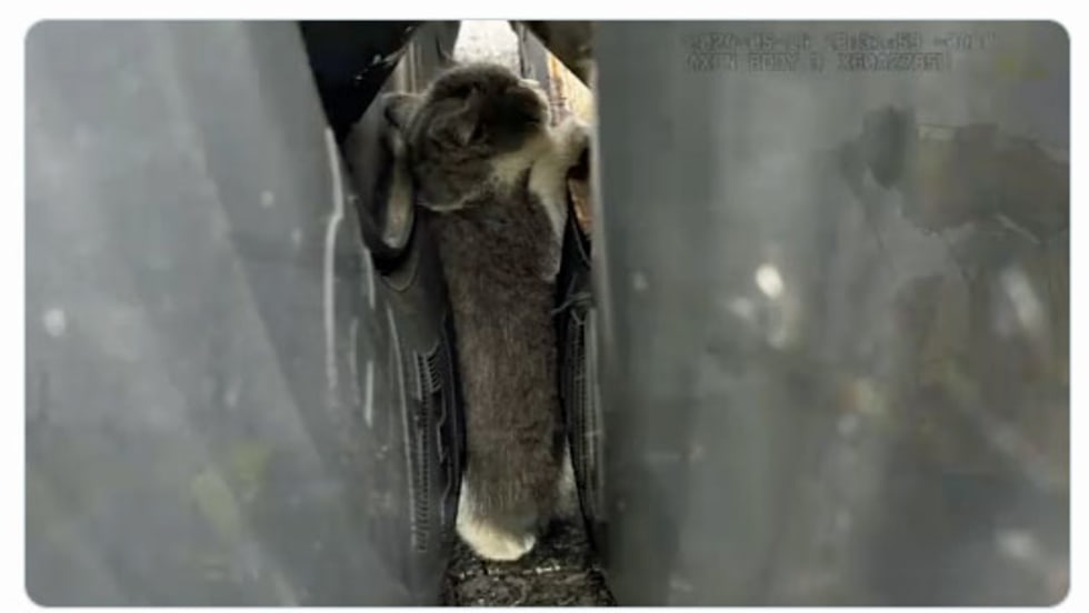 kitten caught between two truck tire wheels