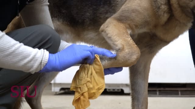 K9 Decontamination Matters