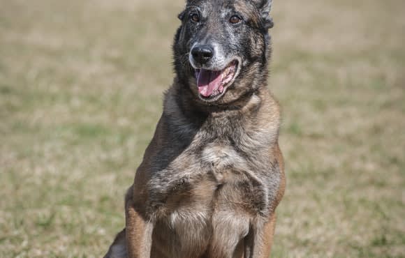 Belgian Malinois dog sitting outdoors with mouth open and alert expression