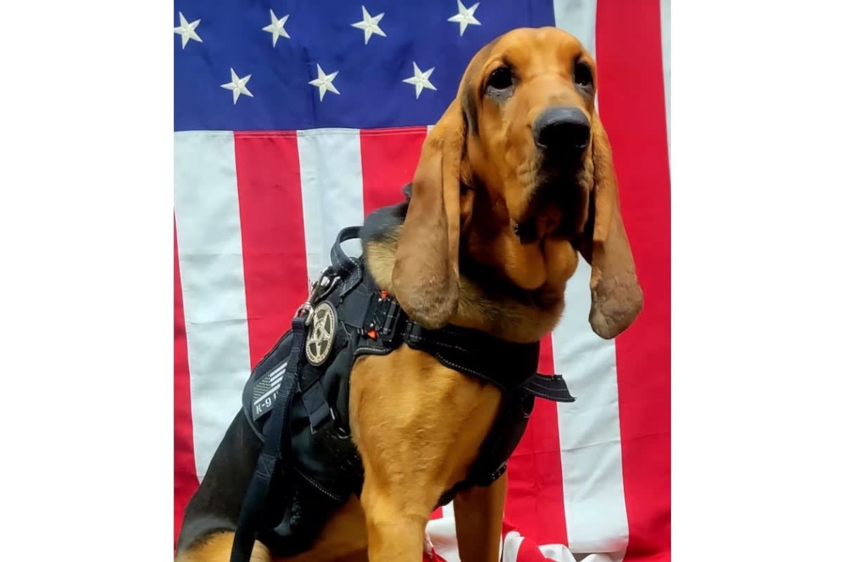 Bloodhound police dog in tactical gear standing in front of American flag