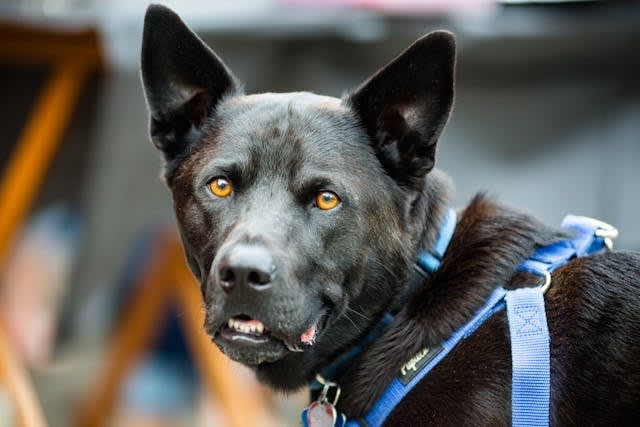 ACLU Sues Fresno Over Police Dog Records Dispute