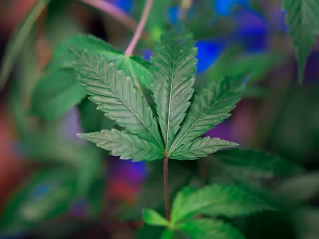 Ohio Bill to Cover Drug Dog Replacement