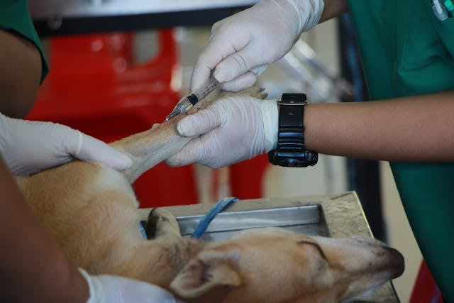 K-9 Field Care Basics