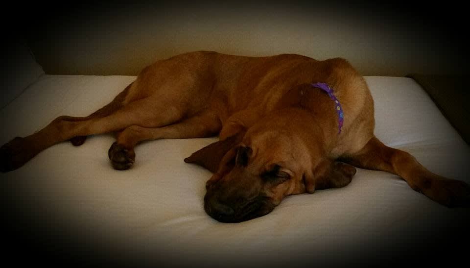 Spokane Police Training Bloodhound to Find Lost Children