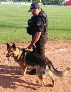 Massachusetts K-9 Escapes from Handler's Yard, Bites Teen and Mom