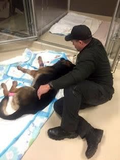 Ohio K-9 Dies After Being Shot During Confrontation with Burglary Suspect