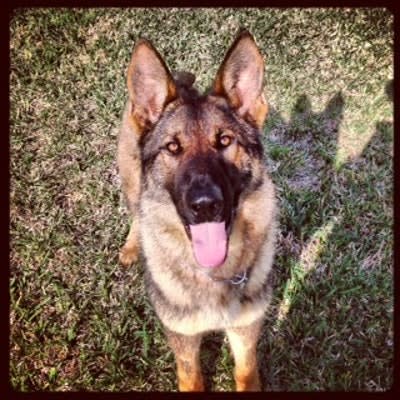 Florida K-9 Reportedly Drowned by Suspect