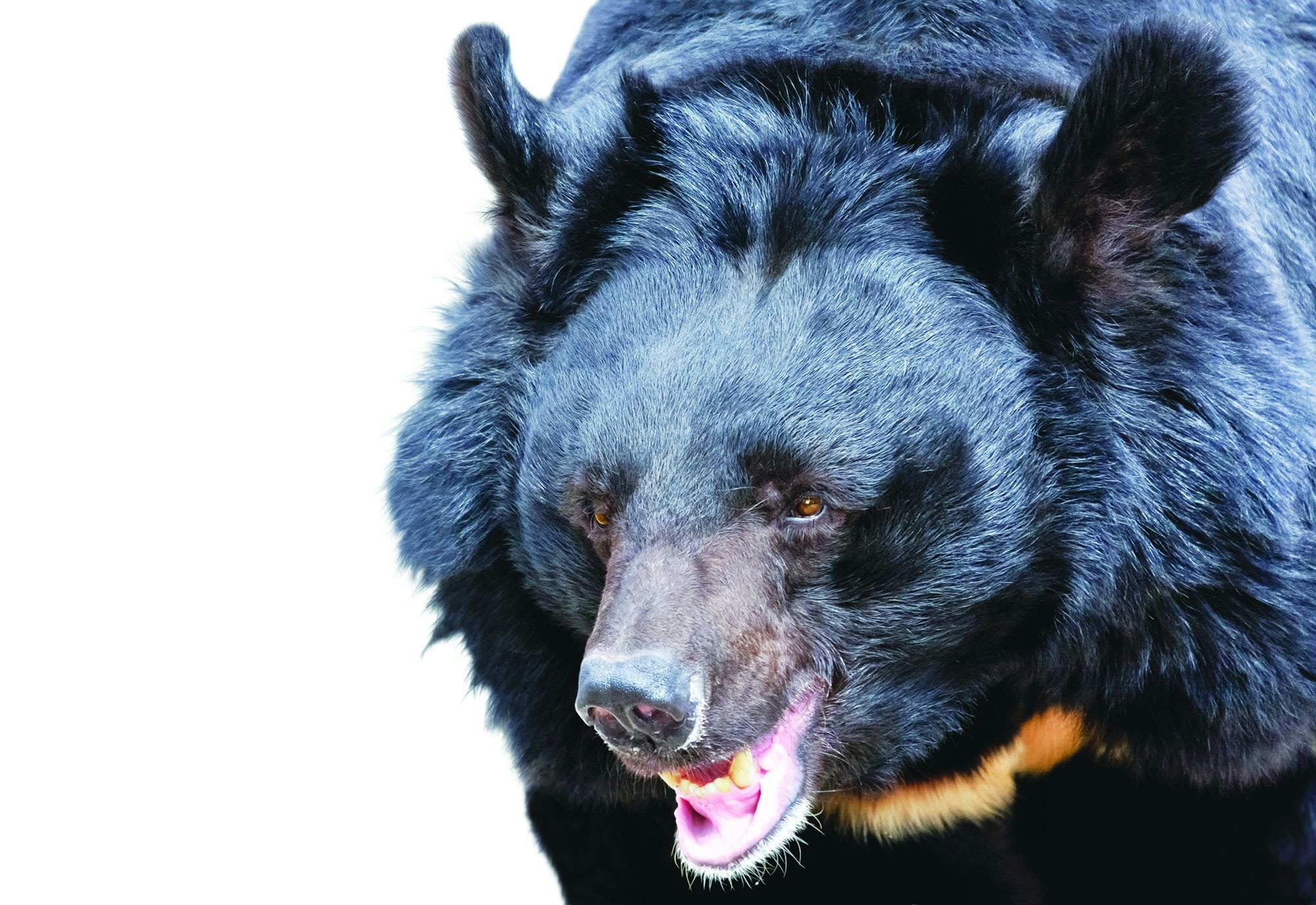 How To…Deal With Wild Animals