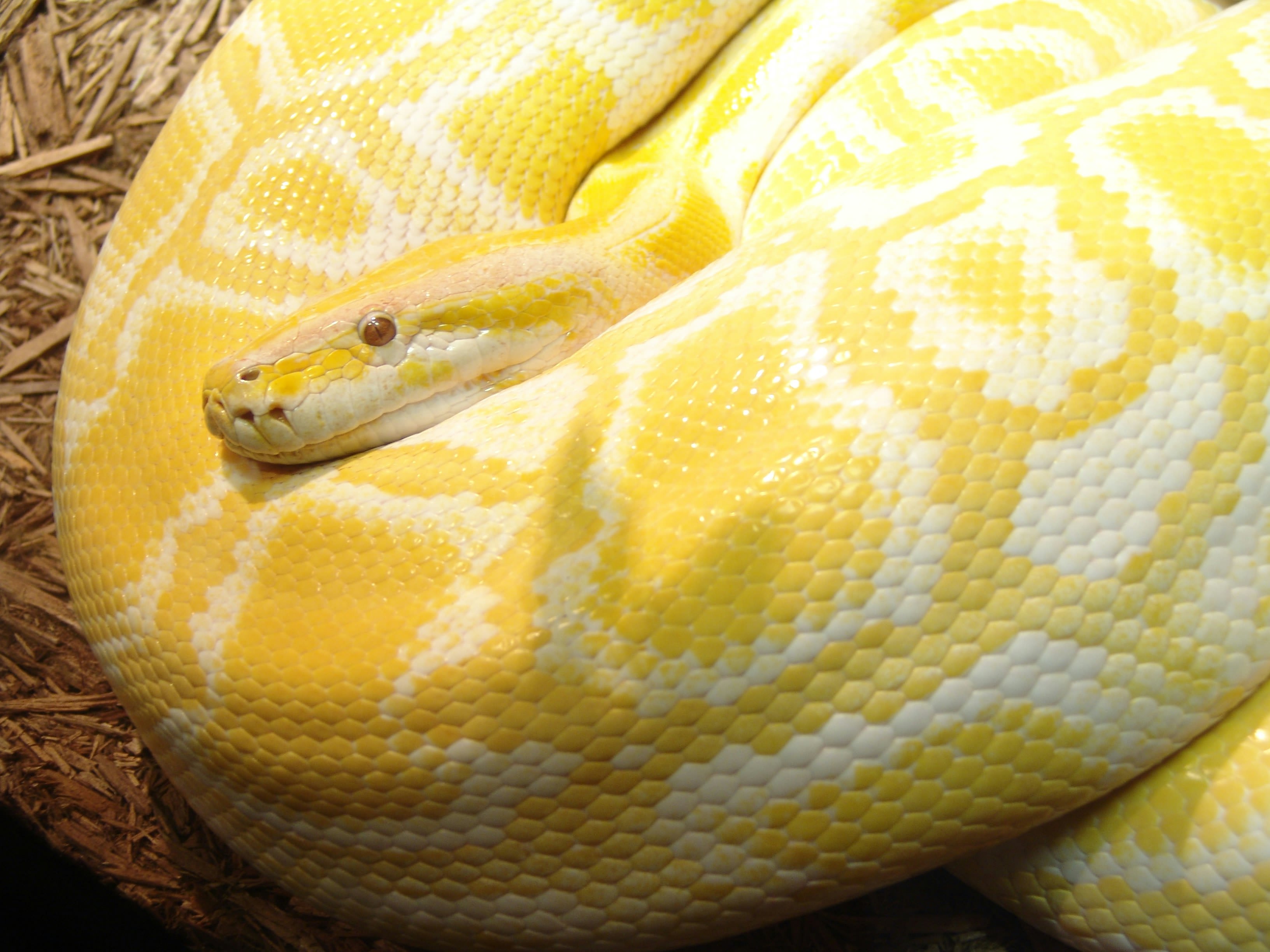 Alabama Inmate Claims Correction Officers Tortured Him with Snake