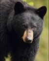 Video: Cops Called to Corral Bear at Oregon Grade School