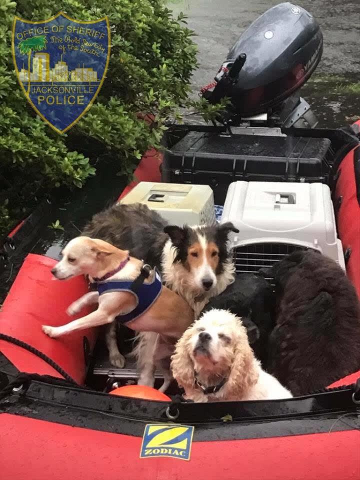 Jacksonville Deputies Rescue Pets Affected by Irma