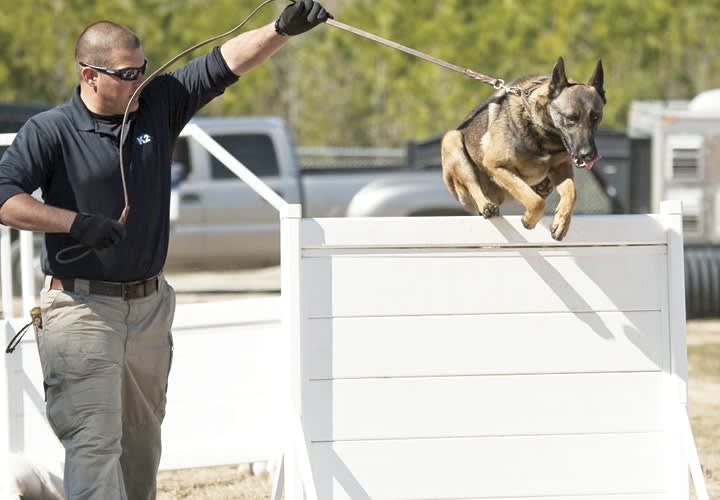 Training: Canine to K-9
