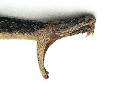 Fit For Duty--Fangs and Scales Don’t Mean Death