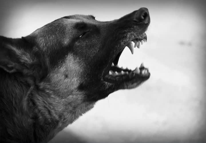 Dog Days of Summer (Part 4): Shooting to Kill