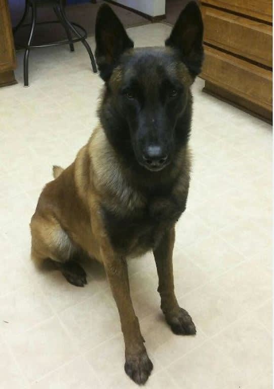 California Officers Shoot Suspect After He Stabs K-9