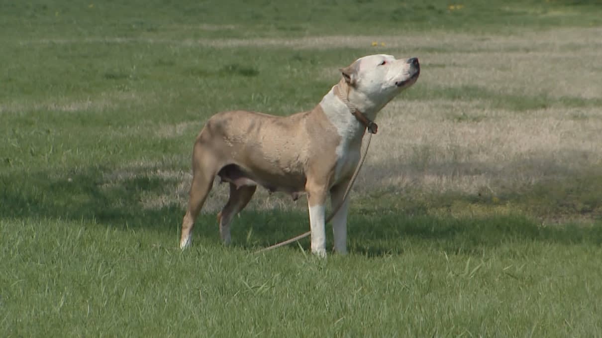 The Plight of the "Pit Bull"