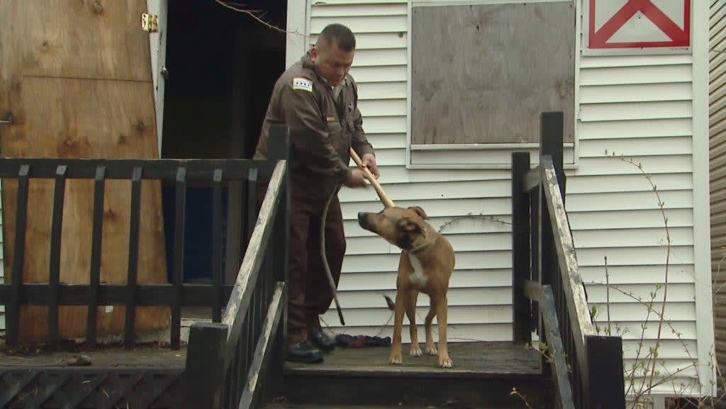 Planned Operations and Dogs