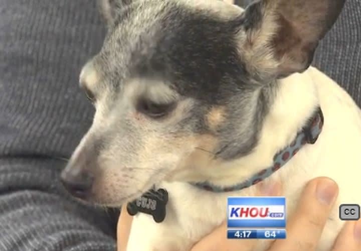 Texas Cop Shuts Down Highway To Save Dog