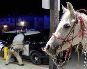 Man Riding Horse on California Freeway Arrested for DUI