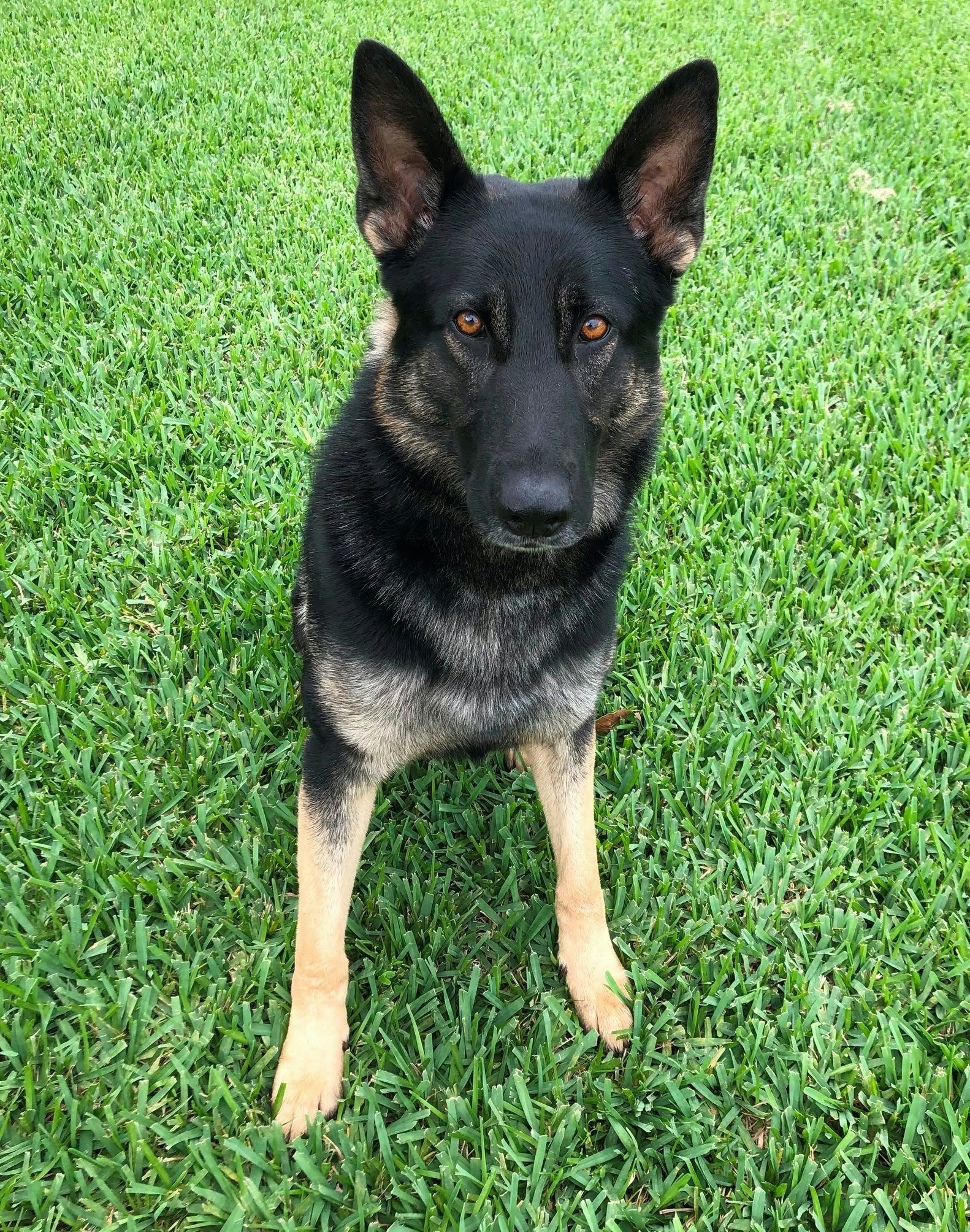 Florida Agency Receives K-9 Armor Donation from Non-Profit