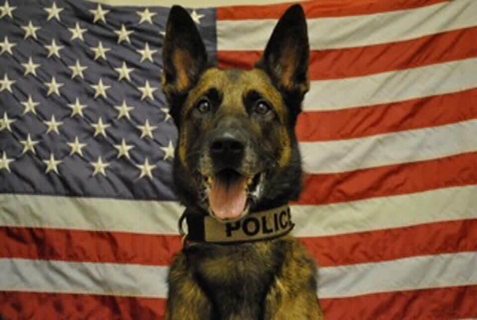 Virginia Department Mourns Loss of Recently Retired K-9 "Ringo"