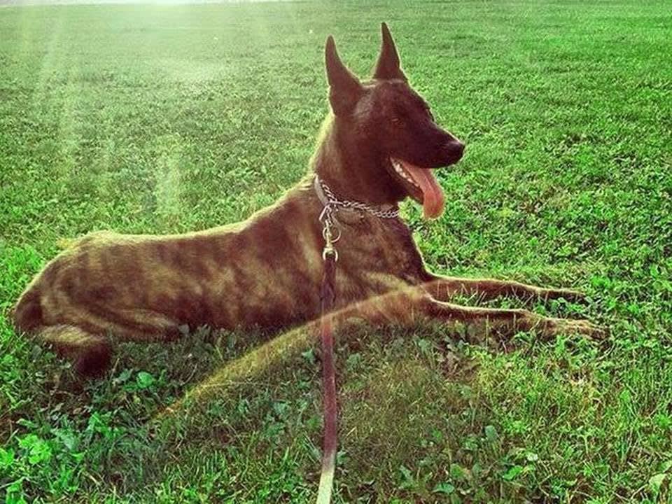 Texas K-9 Killed Flushing Out Wanted Suspect