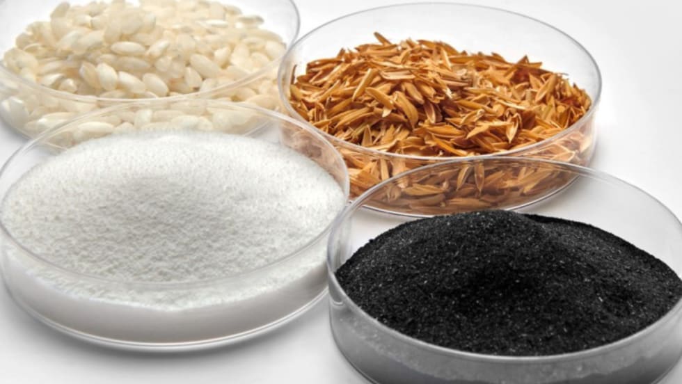 Four petri dishes containing white rice grains, golden rice husks, fine white silica powder, and black rice husk ash, arranged on a white surface to show material transformation.
