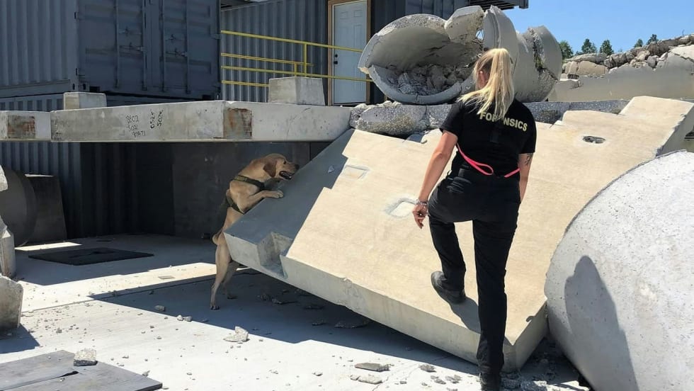 Police officer working with dog on concrete construction site