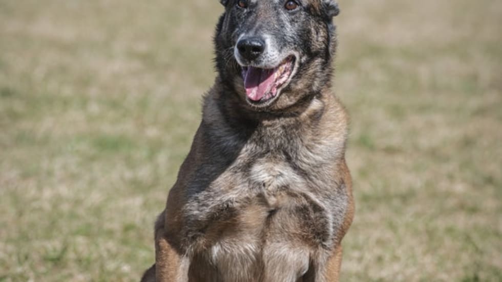 Belgian Malinois dog sitting outdoors with mouth open and alert expression