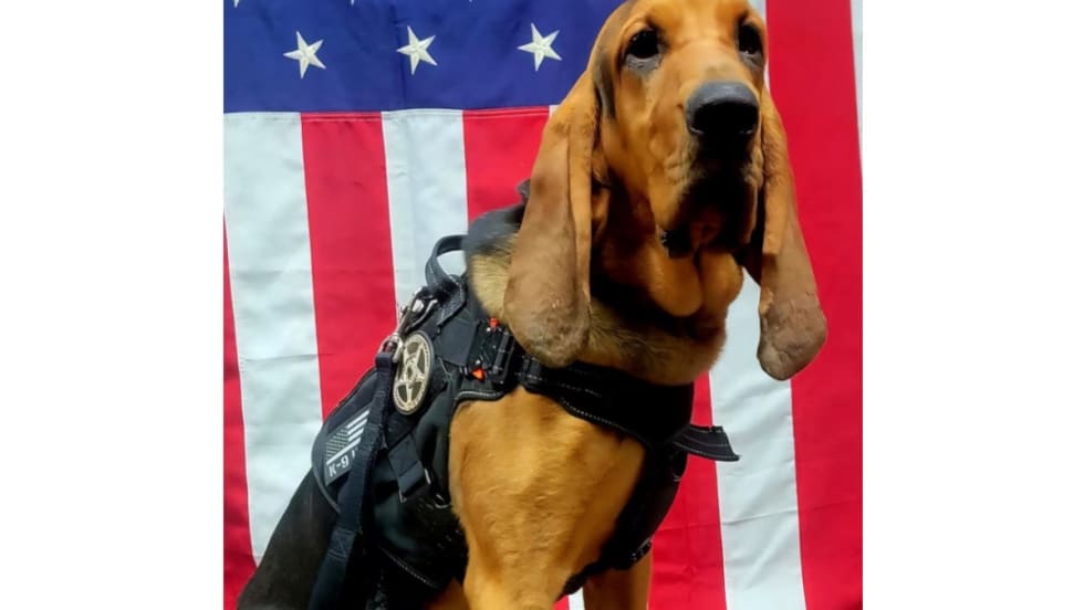 Bloodhound police dog in tactical gear standing in front of American flag