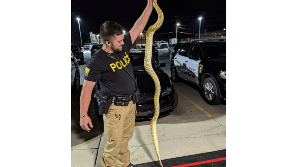 Officer Jesse Spencer of the Pittsburg (KS) Police Department was called to a house to remove this snake. (Photo: Pittsburg PD)[|CREDIT|]