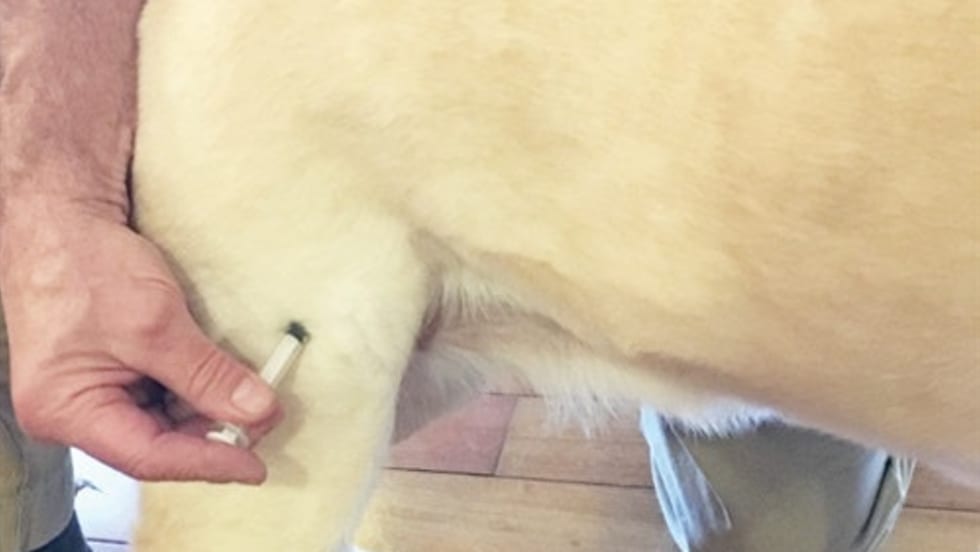 Veterinarians suggest K-9 handlers learn how to do a subcutaneous injection, where to insert a trocar to help relieve bloat, and how to give an intramuscular injection. These techniques don't take long to master and help save a K-9's life. Photo: Robin Zuckerman