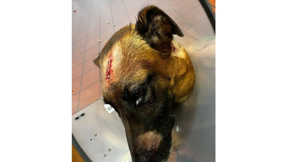 Manatee County (FL) Sheriff's K-9 Loki received 12 stitches after the attack. (Photo: Manatee County SO)[|CREDIT|]