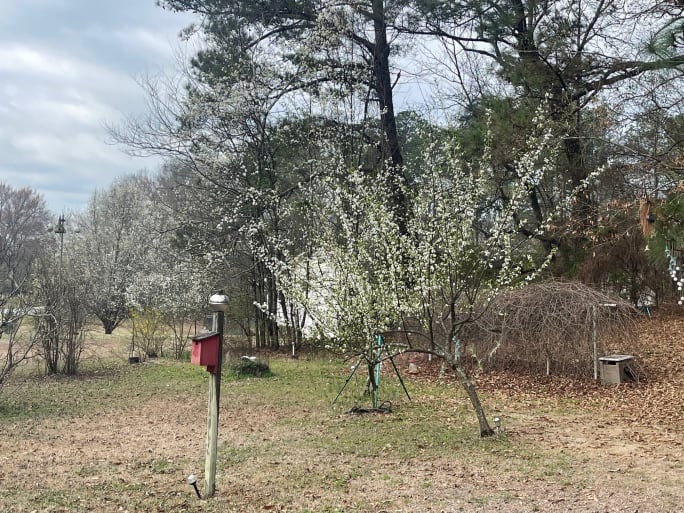 Plum trees in Northport, Alabama.