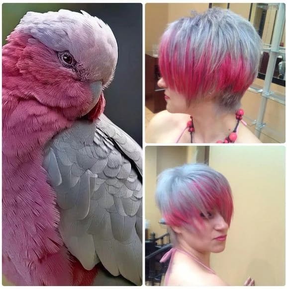 BEFORE AND AFTER INSPIRATION: Color, it's for the Birds!