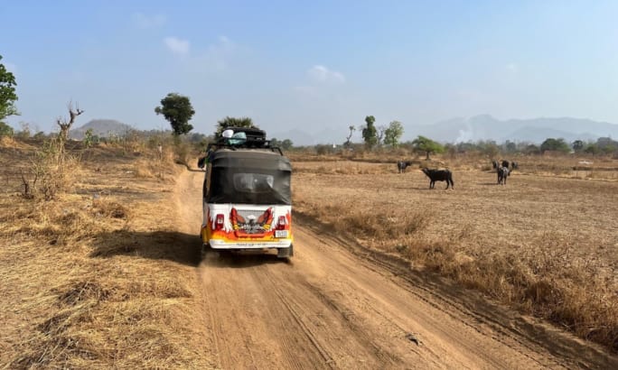 A back view of a white and red rickshaw driving on a dirt road with cows grazing in the background.