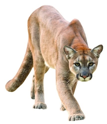 Cougars can be the reason for emergency calls in the West. (Photo: Getty Images)